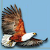 Roberts VII Multimedia Birds of Southern Africa HD